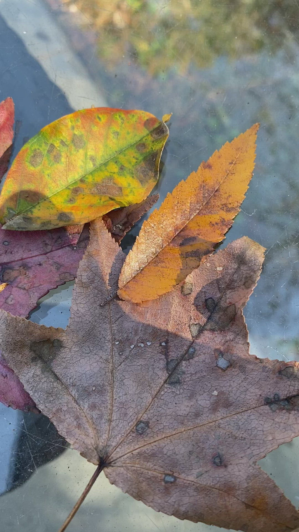 Black moon Dangle earrings 1955
